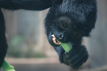 Closeup of a black-headed spider monkey (Ateles fusciceps) eating a green leaf