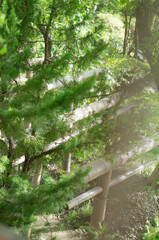 京都 伏見稲荷大社の竹で作られた鳥居と松の木