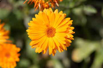 Close up of a common marigold (calendula officinalis) flower in bloom