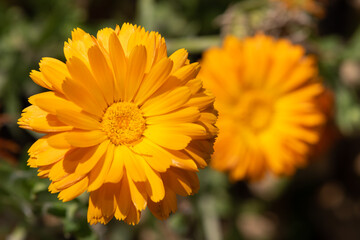 Close up of a common marigold (calendula officinalis) flower in bloom