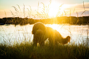 dog in high grass on beach during sunset