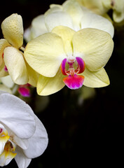 Pale yellow and bright pink orchid flower against a dark background with copy space