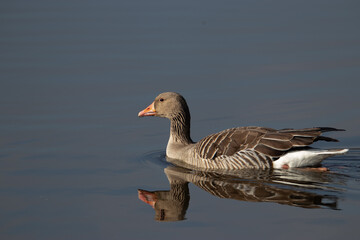 A greylag goose or graylag goose (Anser anser) sitting on the water with late afternoon sun and beautiful ripples on the water and a clear reflection.