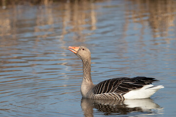 Naklejka na ściany i meble A greylag goose or graylag goose (Anser anser) sitting on the water and looking at the camera. Beautiful colors.