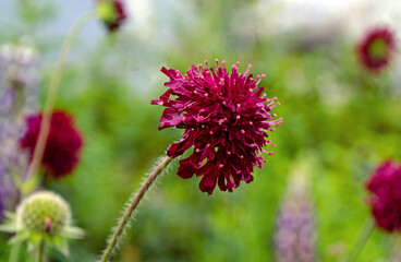 Pink Knautia flowers also known as Widow Flower