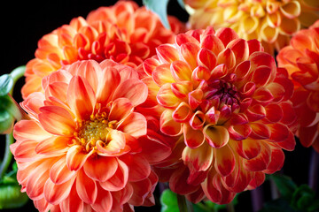 Dahlia flower. Beautiful orange Dahlia flower close up. Flower background Dahlia fermain. Macro.