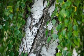 White birch close-up with green foliage.