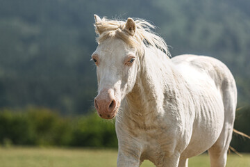 Portrait of an old white shetland pony gelding on a pasture in summer outdoors