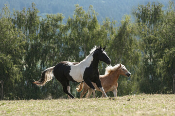 A mixed herd of horses having fun on a summer pasture outdoors. Horses in motion