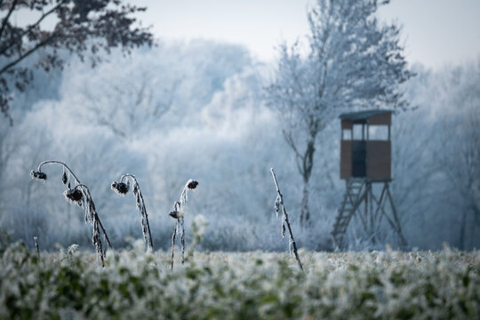Winter, vereist, Eis, Sonnenblumen, verbl&uuml;ht, gefroren, Hochsitz, feld, Winterlandschaft, kalt, frieren, emotionslos, 