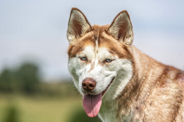 Portrait of a brown female husky dog on a meadow in summer outdoors