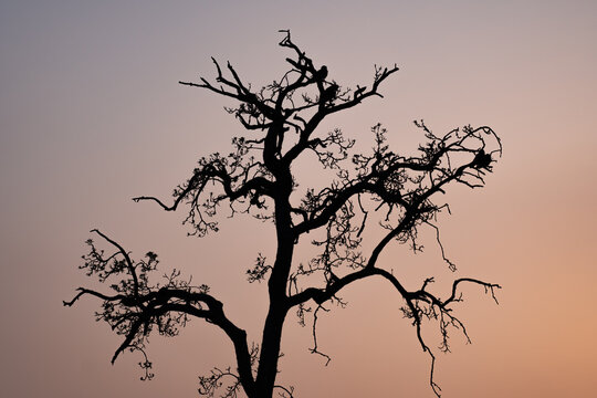 Silhouette eines Baumes