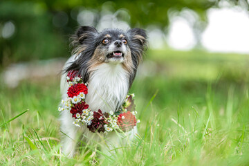 Cute portrait of a cheeky papillon dog wearing a flower wreath in summer outdoors