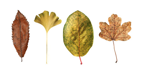 Collection of multicolored fallen autumn leaves on transparent background. 