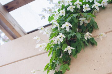 住居の壁を彩る白い花のツル植物