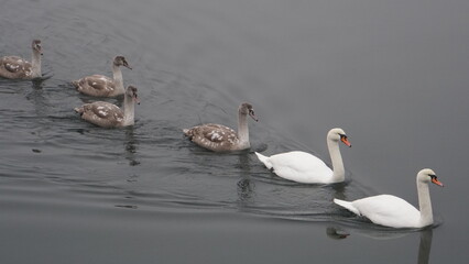 Avian fauna of Os, Norway
