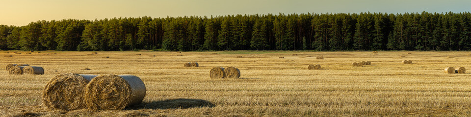 agricultural field after grain harvest with stubble and round straw bales in front of coniferous forest. widescreen panoramic view. august day