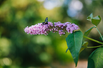 A butterfly collecting pollen from a purple budlea, or Budlea flower, also known as a butterfly bush.A beautiful bush in the garden.