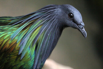 Expressive colorful bird