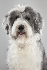 Bobtail dog in studio with gray background looking sideways. vertical portrait of pet bobtail posing nice for photo session. Gray and White Bobtail Dog with Gum in Hair Clearing Eyes