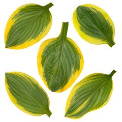 Set of five hosta of funkia green and yellow striped variegated leaves isolated transparent png