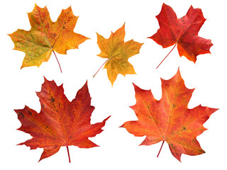 Set of five red and yellow canada maple leaves isolated transparent png