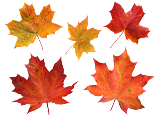 Set of five red and yellow canada maple leaves isolated transparent png