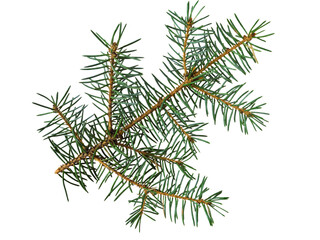 Branch of Christmas tree or blue spruce isolated transparent png