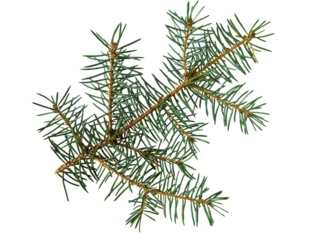Branch of Christmas tree or blue spruce isolated transparent png