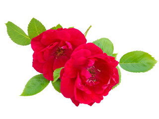 Fototapeta premium Two red roses with leaves isolated transparent png