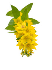 Yellow Loosestrife spike isolated transparent png