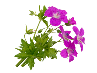 Wild geranium pratense or cranesbill flowers bouquet isolated transparent png