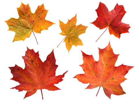 Set of five red and yellow canada maple leaves isolated transparent png
