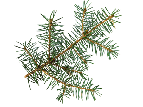 Branch of Christmas tree or blue spruce isolated transparent png
