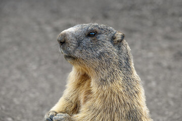 Very pretty marmot seen in profile, posing for the photo, standing on its hind legs. Southern Alps, France.