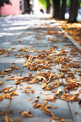 autumn leaves on the city streets