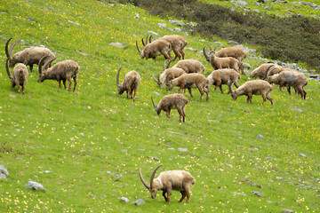 Fototapeta premium Alpensteinböcke (Capra ibex) 