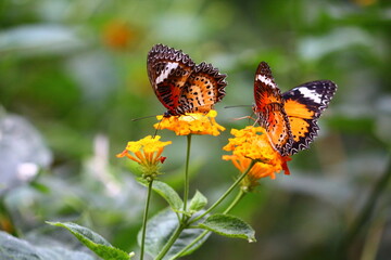 Orange Butterfly Mariposa Naranja - obrazy, fototapety, plakaty