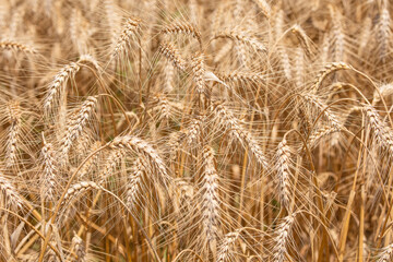 Fototapeta premium ripe ears of yellow wheat