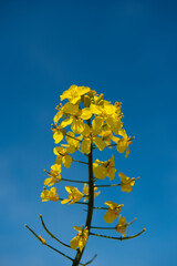 Canola Fields. Blooming canola fields under a blue sky with clouds. Beautiful yellow flowers.