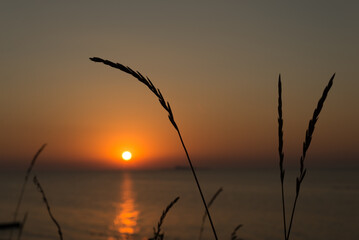 Fototapeta na wymiar dry grass blades on the seashore at sunset