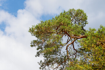 Green tree top against blue sky.