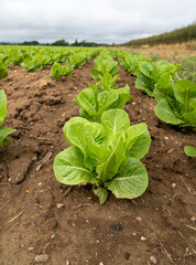 green vegetables growing in a field