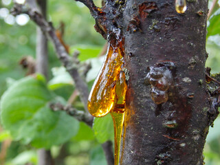 Amber yellow resin drop. Resin on the tree in orchard. orange resin on the bark of a tree, coniferous tree