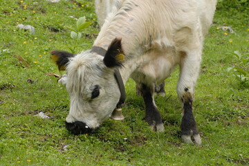 Obraz premium White Galloway-Rind