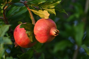Dojrzewające owoce granatu (Lythraceae)