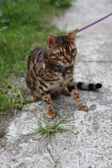 Bengal domestic cat on a walk in a collar and on a leash