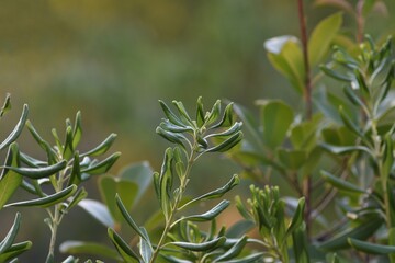 Łodygi pospornicy japońskiej (Pittosporum tobira) na zielonym tle © Lancan