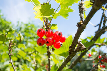 A bunch of red currant berries on a bush on a sunny day