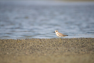 Lesser sand plover on a backwater lake shore - Small bird wandering lonely